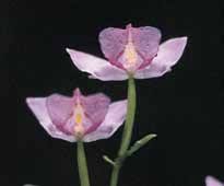 Image result for Disperis katangensis