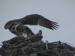 Birds Of Prey Cape Cod Ma 3 Fledgelings Of Seconsett Island Point Practice Flight Falmouth Ma Bald Eagle Animals Osprey