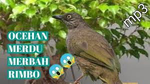 Sayangnya, cara ini hanya bisa dilakukan saat burung cendet sudah menginjak usia 4 bulan ke atas. Video Ocehan Suara Merbah Belukar Cucak Lumut 5 Tips About Video Music Dowload You Can Use Today Music Radio Streaming