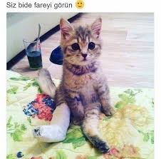 Kedi Replikleri 3 Panosundaki Pin