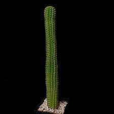 Image result for Albuca sp. no. 1