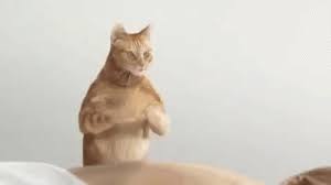 Cat Massage Professional Gif Catmassage Professional Masseuse Discover Share Gifs Cat Massage Cats Cat Gif