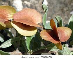 Image result for Combretum hereroense
