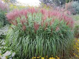 Chinaschilf Gras Miscanthus Sinensis Ziergras Landschilf Staude Gartenschilf Pflege Elefantengras Schnitt Vermehrung Ziergras Terrasse Pflanzen Garten Pflanzen