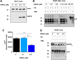 #adi hütter #christian peintinger #armin reutershahn #fredi bobic #eintracht frankfurt. Prion Disease Is Accelerated In Mice Lacking Stress Induced Heat Shock Protein 70 Hsp70 Journal Of Biological Chemistry