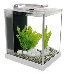 Their native habitat is rice paddies where they can become isolated in puddles and they have been known to jump to another puddle if theirs starts drying up. Betta Fish Tank Size What Size Tank Do Betta Fish Need
