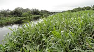 Image result for Fuirena welwitschii