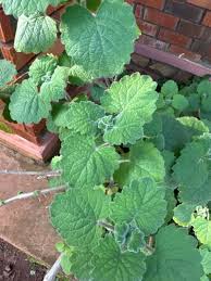 Image result for Equilabium