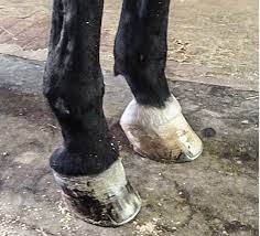 Most club feet are handled while the horse is young. What Advice Has Been Most Helpful When You First Encounter A Club Foot American Farriers Journal