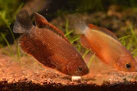 All About Anabantoids Gourami And Bettas Fishwise