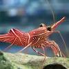 They are sometimes confused with the similarly a characteristic hump differentiates a camelback shrimp from a peppermint shrimp. Https Encrypted Tbn0 Gstatic Com Images Q Tbn And9gcsqgjkidj4nyuvp2pqtxeovj5v9gqj6mwps3u8yofroa70es3od Usqp Cau