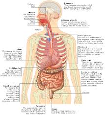 Medical Encyclopedia Structure And Function The Digestive System Digestive System Structure And Function Digestive System Anatomy