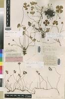 Image result for Marsilea apposita