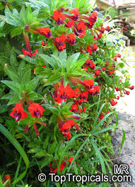 Image result for Cuphea llavea