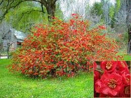 We did not find results for: Texas Scarlet Flowering Quince Trees That Please