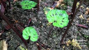 Image result for Nervilia renschiana