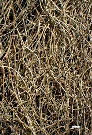 Image result for Xyris capillaris