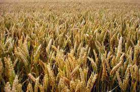 With high potential to earn. Wheat Farming Information Detailed Guide Agri Farming
