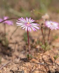 Image result for Corbichonia decumbens