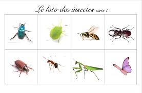 Les Petits Betes Du Jardin La Maternelle De Vivi Les Petites Betes Maternelle Sciences En Maternelle