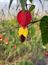 Image result for Abutilon grantii