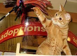 April 11 at 3:20 pm ·. Pets For Adoption At Pet Adoption Network In Red Bank Nj Petfinder