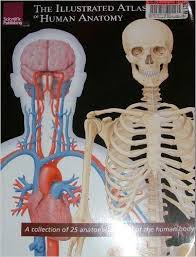 The Illustrated Atlas Of Human Anatomy A