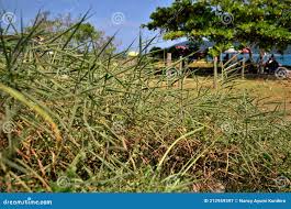 Image result for Melinis minutiflora