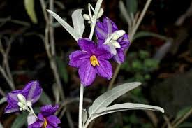 Image result for Solanum torreanum