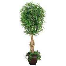 The small trees have at least three stems intertwined to create an attractive braided tree trunk. Ficus Tree With Intertwined Trunks Trees In Planters Faux Plants And Trees Plants