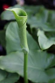 Image result for Zantedeschia aethiopica