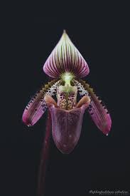 Image result for Gouania tiliifolia