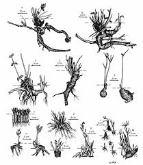 Image result for Disperis thomensis