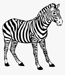 Zebra Clipart Black And White Images Zebra Coloring Pages Zebra Clipart Zebra Cartoon