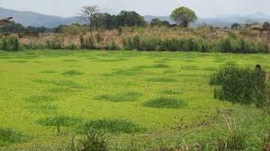 Image result for Kotschya africana