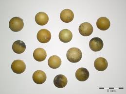 Image result for Crambe hispanica