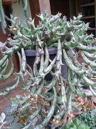 Image result for Orbea schweinfurthii