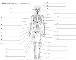 Muscular System Diagram Not Labeled Anatomy Chart Body