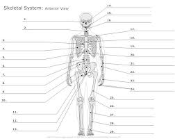 muscular system diagram not labeled anatomy chart body