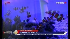 Anda juga bisa memadukan ikan hias dengan berbagai jenis biota laut yang bisa ditempatkan di aquarium anda. Ternyata Ikan Hias Air Laut Dapat Dipelihara Di Rumah Asalkan Ekosistem Sesuai Bip 28 07 Youtube