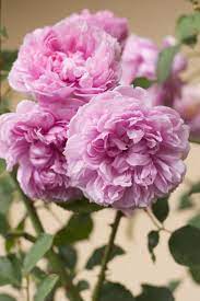 Sister Elizabeth Rose Flower English Roses David Austin Roses