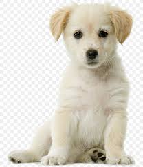 The name goberian is developed from the two names golden retriever and siberian husky. Golden Retriever Siberian Husky Puppy Cuteness Pet Png 751x951px Golden Retriever Boo Carnivoran Companion Dog Cuteness