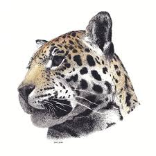 Jacknb temporary tattoo kit jagua gel semi permanent tattoo freehand ink 4 bottles (2oz) diy tattoos fake freckles body art paint kits 40 pcs free tattoos stencils. Jaguar With Watercolor Wash Jaguar Tattoo Stippling Art Leopard Tattoos