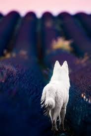 Epingle Sur Animals