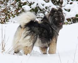 Sorry, there are no eurasier puppies for sale at this time. Eurasier