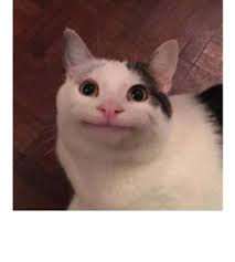 Polite Cat Meme Frankly Wearing
