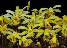 We did not find results for: Specimen Plant Of Pleione Forrestii Orchidee