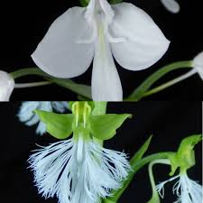 Image result for Habenaria petitiana
