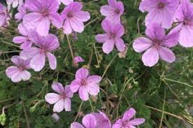 Image result for Gerrardinaceae