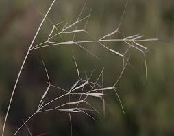 Image result for Aristida